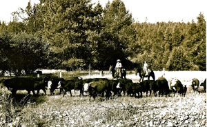 Dad and I Herding Cattle